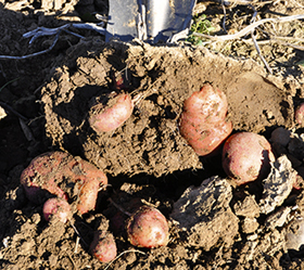 Red Potatoes